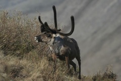 Caribou on the Kongakut in early June