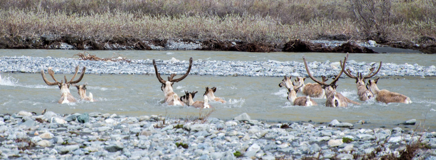 Caribou crossing the Kongakut River in mid-June in the arctic