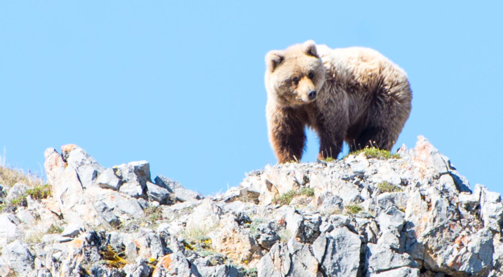 A young brown bear pops up onto the crag for a view