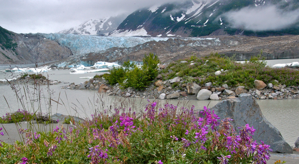 Fireweed, moraine and glaciers on the Alsek