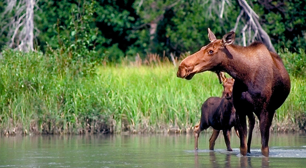 Moose and her calf on the upper reaches of the Tatshenshini